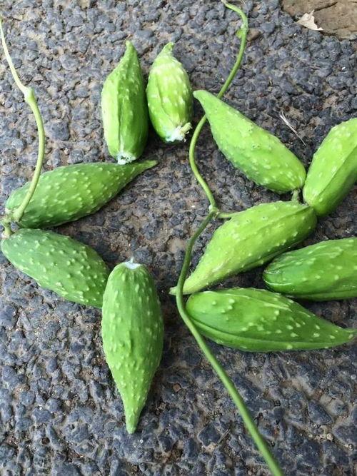 梦见自己吃野瓜,揭秘梦中吃野瓜的神秘寓意