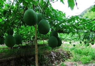 吊瓜的昨吃,一场味蕾的奇妙之旅