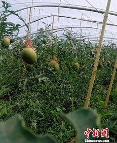 空座位吃瓜,一场别开生面的吃瓜盛宴