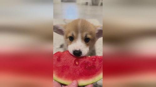 小狗吃瓜q版画,小狗吃瓜Q版画趣味横生