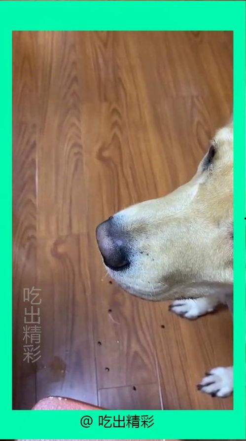 猩猩吃瓜吐籽么,吃瓜吐籽的有趣观察