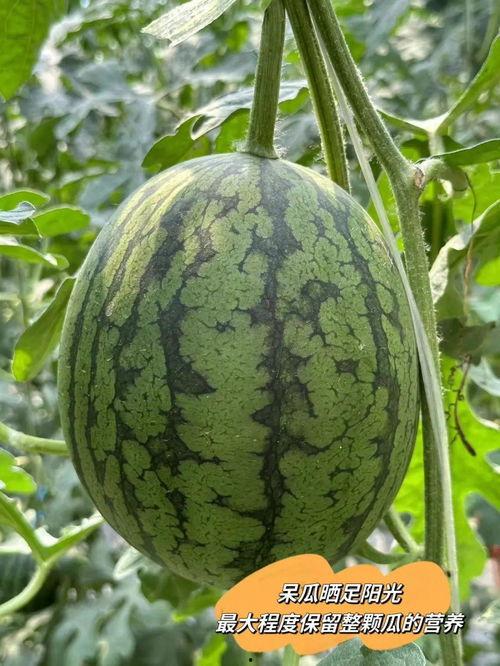 爱瓜吃瓜,揭秘瓜类美食的诱惑与魅力