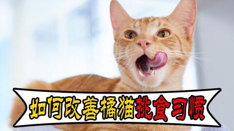 不挑食的猫吃瓜