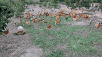 吃瓜吃稻谷,探寻吃瓜与稻谷的奇妙交融