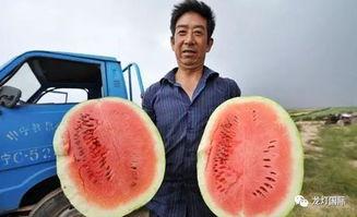 茶壶吃瓜哪家强,探寻茶文化中的趣味与智慧