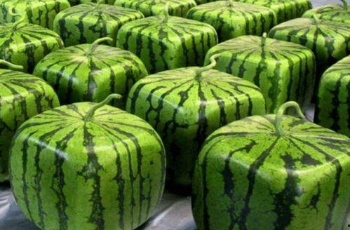 吃瓜先吃哪里,揭秘瓜果的正确食用顺序