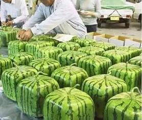 宁夏银川吃瓜事件视频,一场网络热议的真相追踪