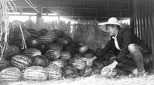 砀山吃瓜群众现象