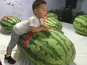 诏安吃瓜群众事件