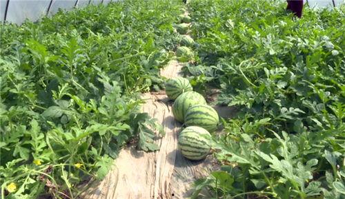 菏泽最近吃瓜事件视频,视频揭秘背后的惊人真相