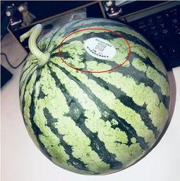 阳台网红吃瓜,揭秘娱乐圈幕后风云