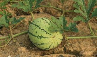 路边吃瓜的草,揭秘城市绿化中的生态智慧