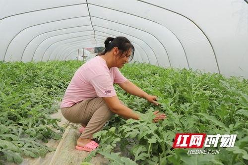 吃大棚的瓜,揭秘现代农业的甜蜜秘密