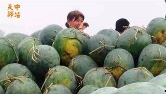 吃瓜业主挑瓜现场图片,吃瓜业主挑瓜大赛，瓜界风云再起