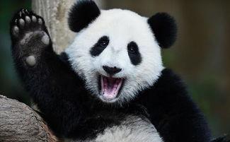 带你吃瓜 熊猫,熊猫美食之旅