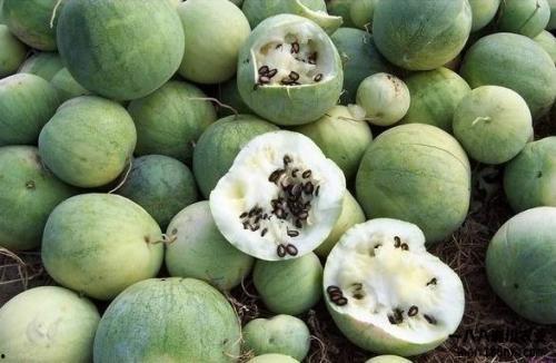 洛杉矶华人吃瓜酒窝,吃瓜酒窝里的欢乐时光