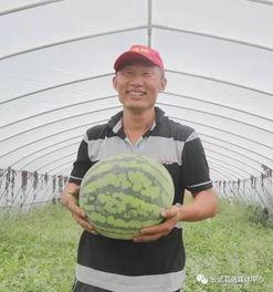 寺后吃瓜,瓜田里的乡村生活画卷