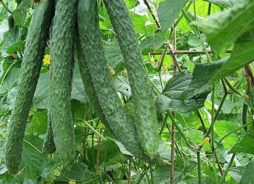 每日吃瓜的好处,健康生活新选择