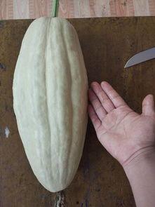 吃瓜尺码,揭秘不同尺码的吃瓜技巧与乐趣