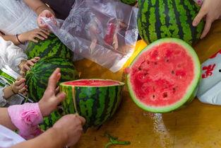 新鲜吃瓜视频,新鲜瓜事一网打尽