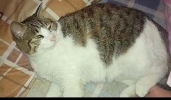 猫咪吃瓜梗图,萌态百出引网友爆笑