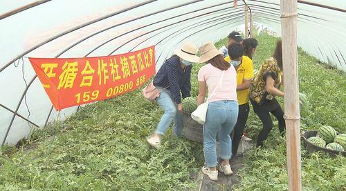 吃瓜比赛翻车了,一场意外的“瓜”界狂欢