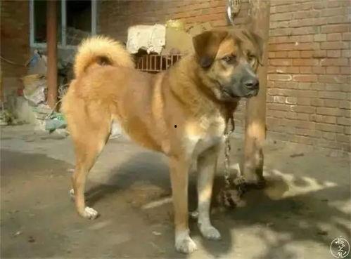 土狗吃瓜展在哪,一场别开生面的街头文化盛宴