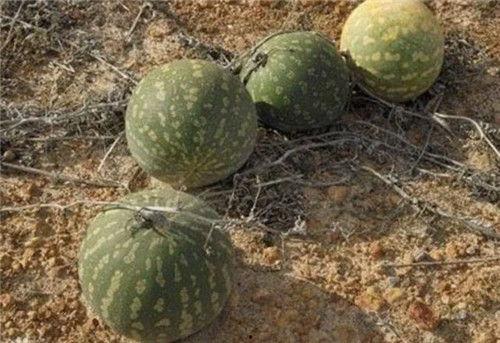 吃瓜上传唐青青,吃瓜界的风云人物