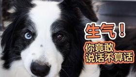 吃瓜狗51,揭秘娱乐圈背后的那些事儿