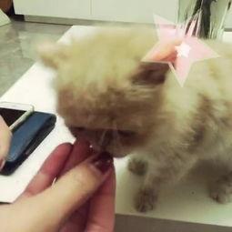 猫咪吃板栗瓜视频,板栗瓜美食大揭秘