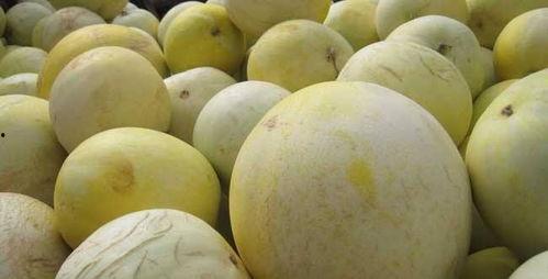 白兰瓜的皮当菜吃吗,意想不到的蔬菜新选择