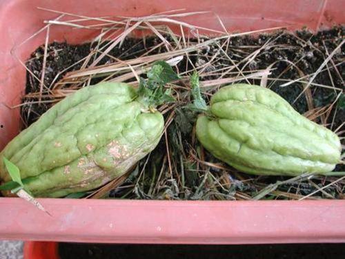 吃鸭瓜营养好吗