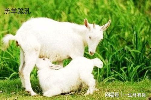 小羊口事件吃瓜视频,吃瓜群众视角下的真相揭秘