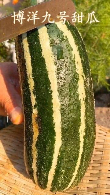 田瓜能熟吃吗怎么吃