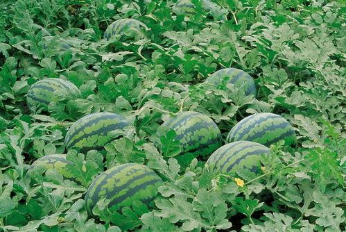 吃瓜群5653232,一场全民参与的趣味盛宴