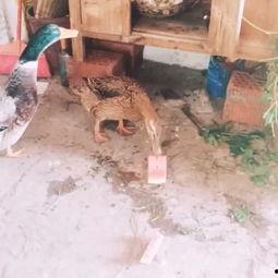 吃瓜少女鸭,揭秘娱乐圈背后的那些事儿