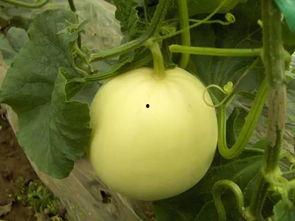 南召田瓜怎么吃